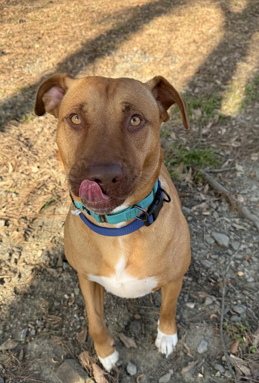Mary Martin, Adoptable, Adult Female Vizsla & American Staffordshire Terrier.
