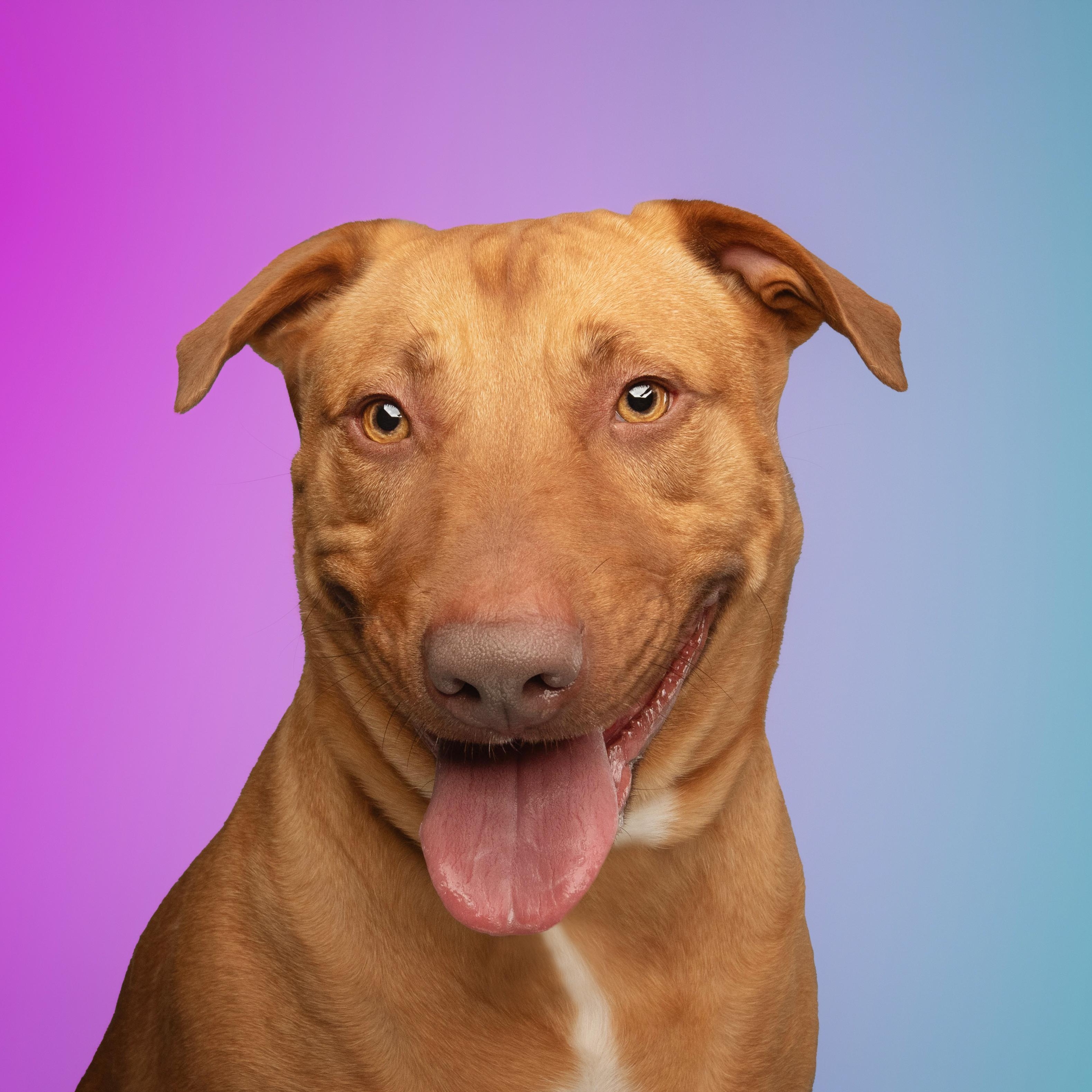 Mary Martin, Adoptable, Adult Female Vizsla & American Staffordshire Terrier.