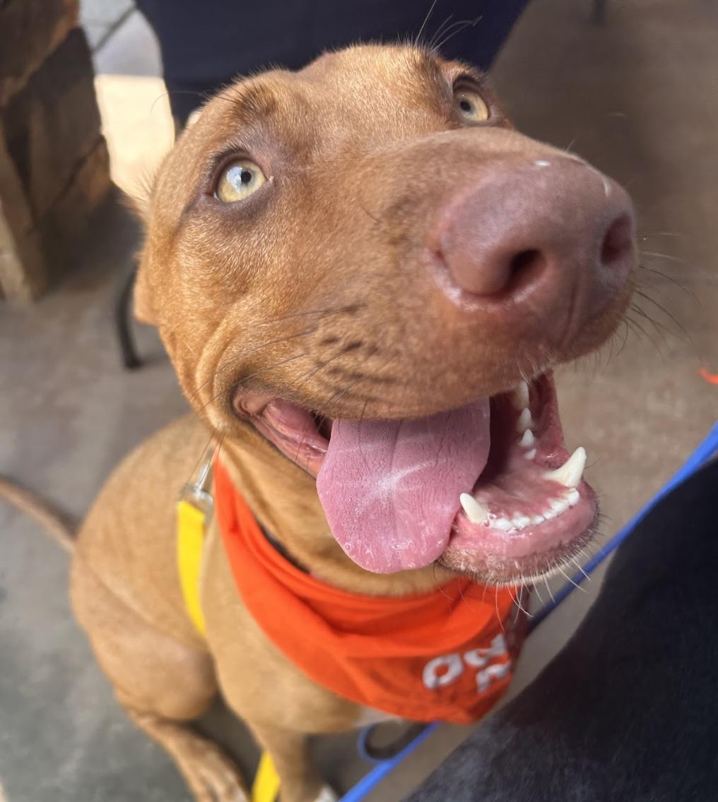 Mary Martin, a Adoptable mixed breed in Roswell, GA image 4/6