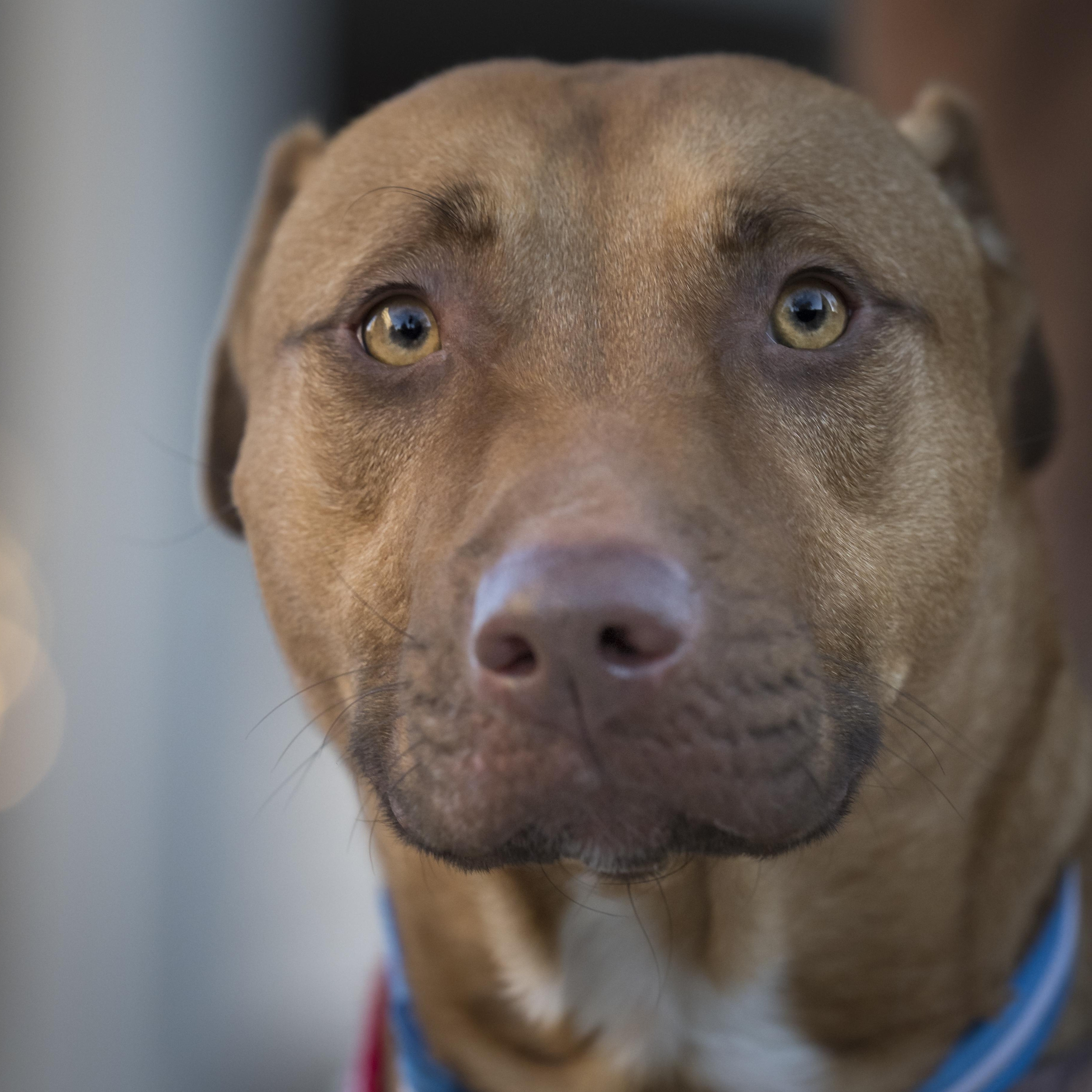 Enlarge Mary Martin, a Adoptable mixed breed in Roswell, GA image 2/5