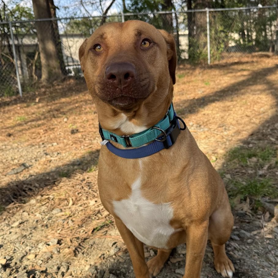 Enlarge Mary Martin, a Adoptable mixed breed in Roswell, GA image 3/4