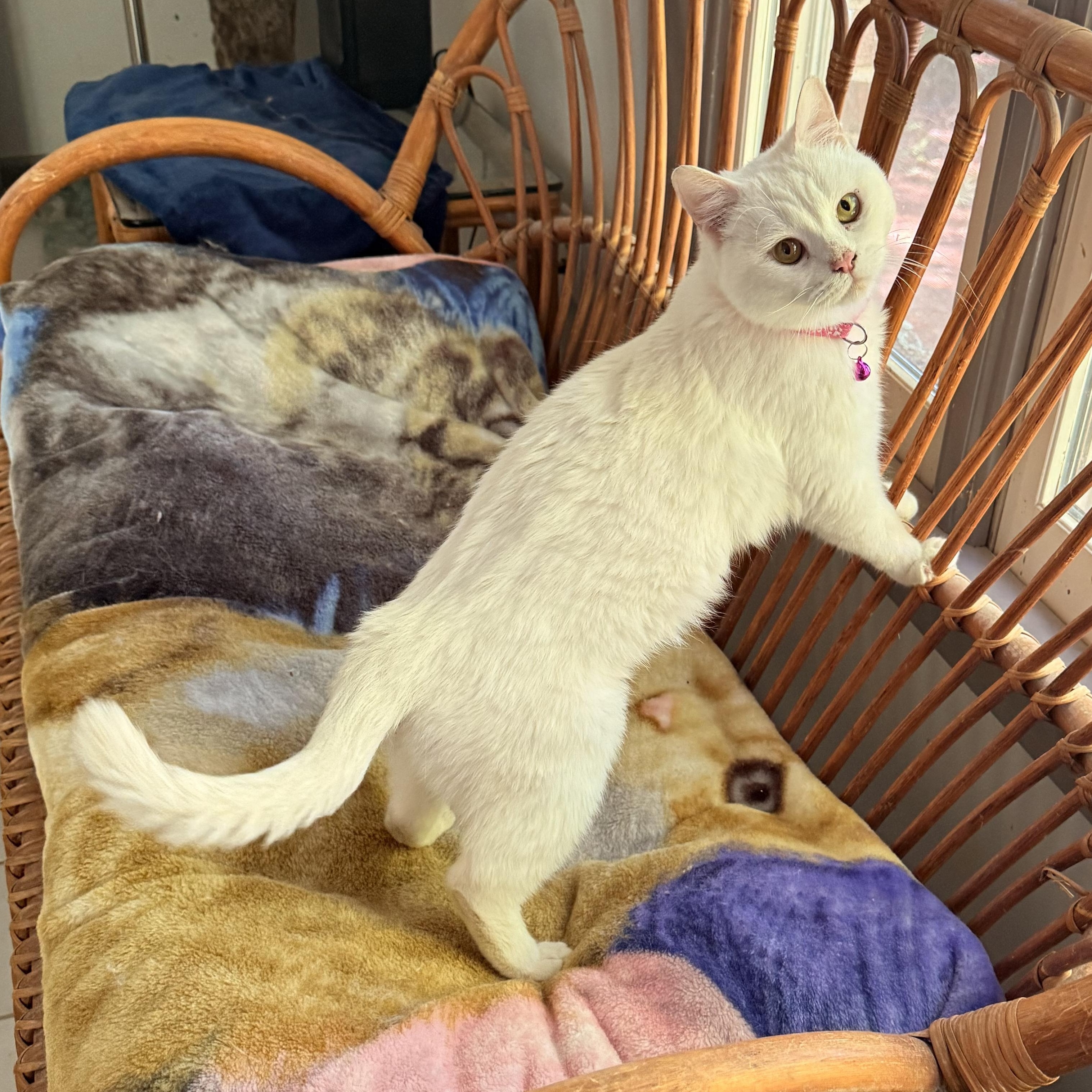 Enlarge Sweet Savannah from Egypt , a ADOPTABLE mixed breed in Woodbridge, VA image 2/6