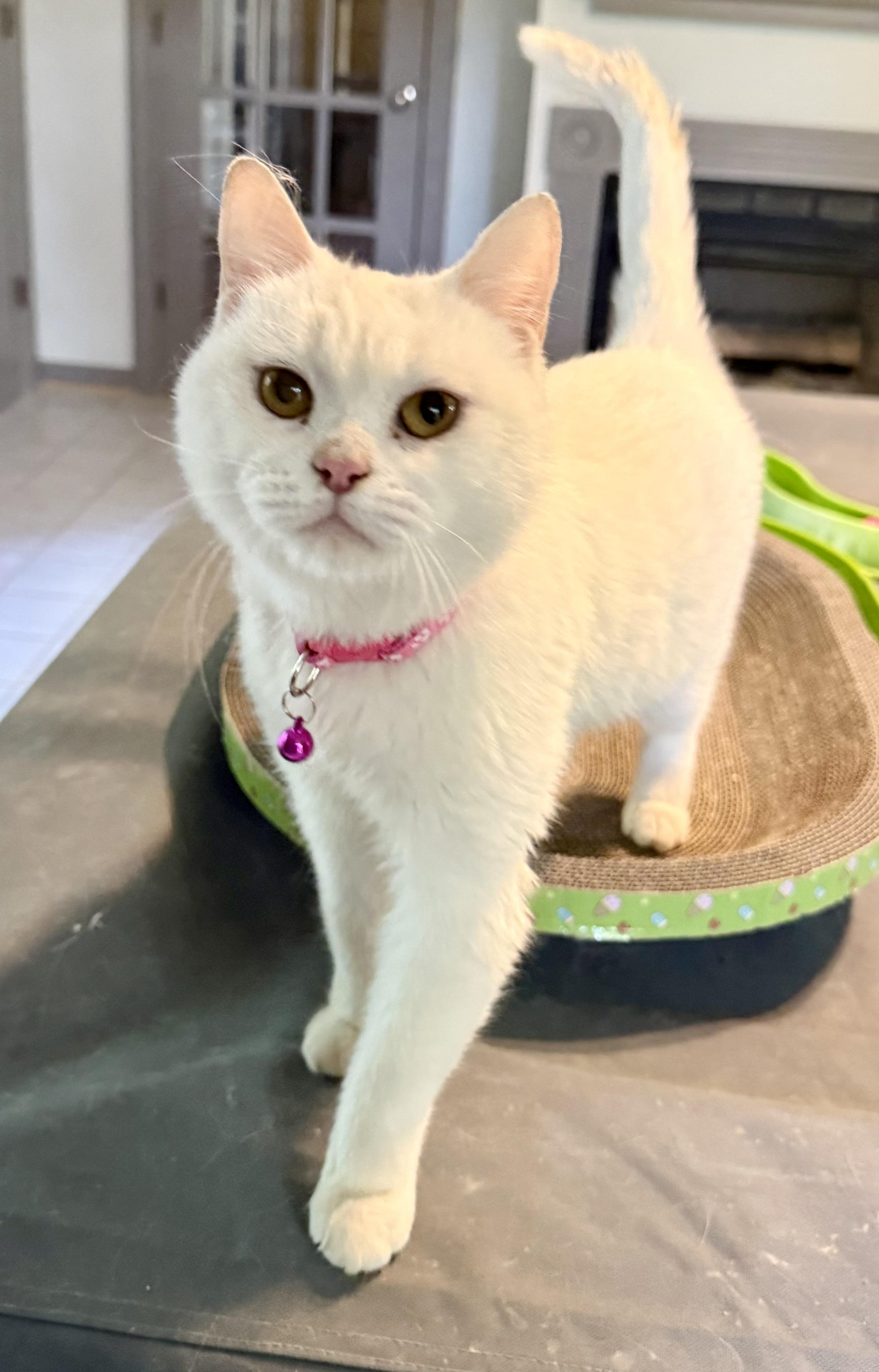 Sweet Savannah from Egypt , ADOPTABLE, Young Female Domestic Short Hair.