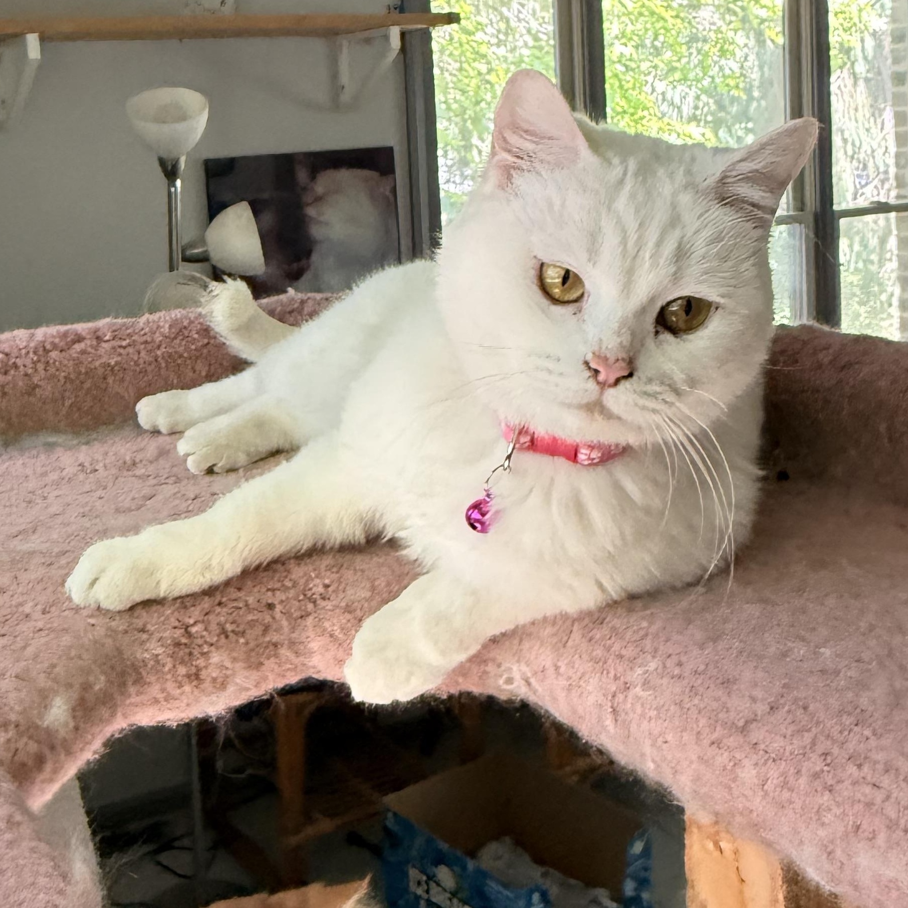 Enlarge Sweet Savannah from Egypt , a ADOPTABLE mixed breed in Woodbridge, VA image 4/6