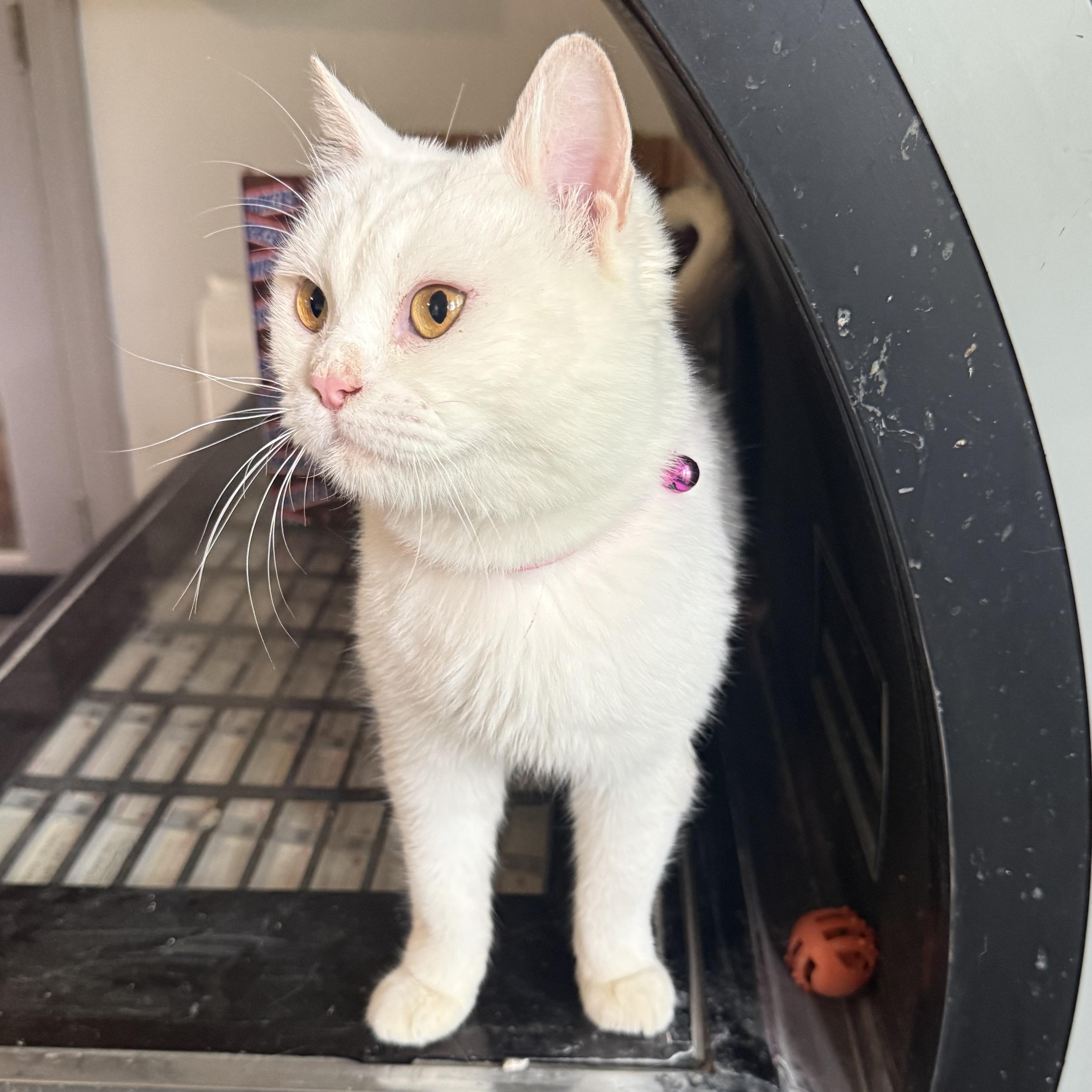 Enlarge Sweet Savannah from Egypt , a ADOPTABLE mixed breed in Woodbridge, VA image 3/6