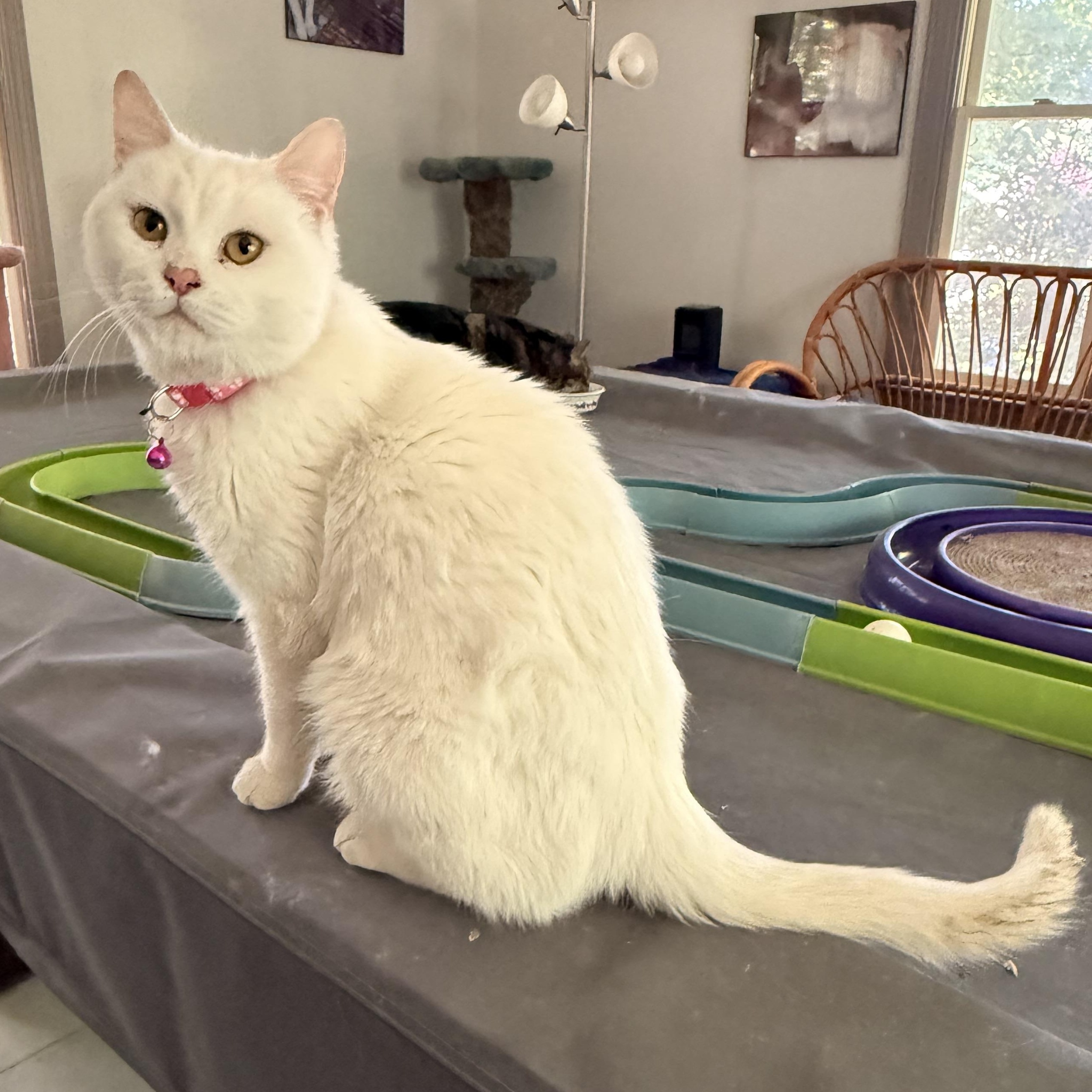 Enlarge Sweet Savannah from Egypt , a ADOPTABLE mixed breed in Woodbridge, VA image 5/6