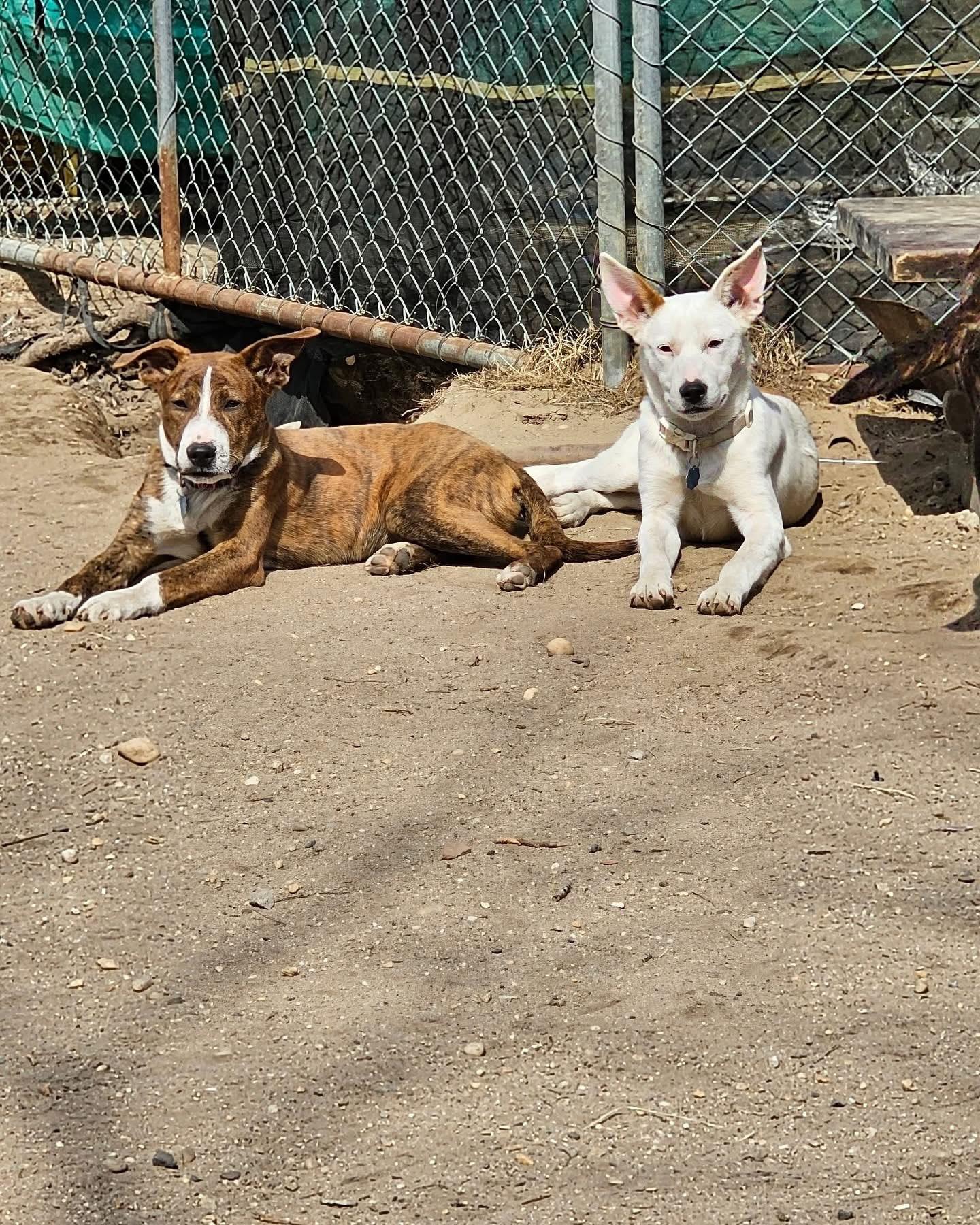 Dutchess thumbnail 3