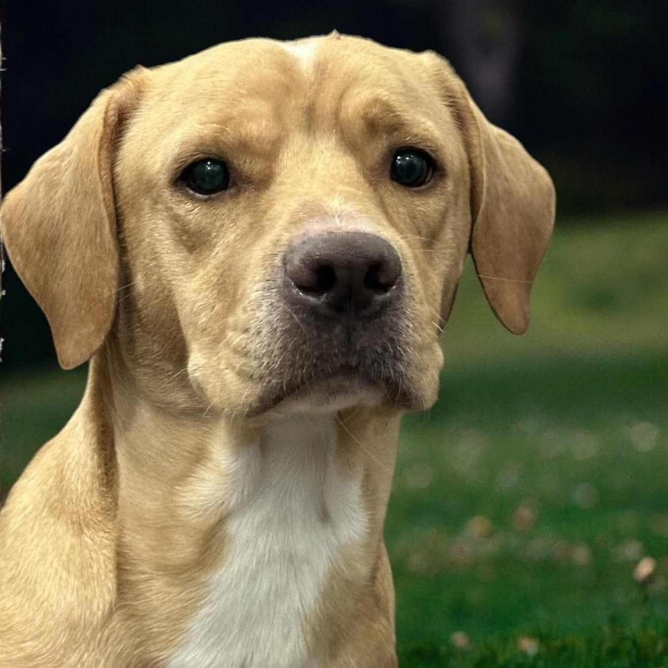 Dog for adoption Snowman, a Labrador Retriever in Salt Lake City, UT