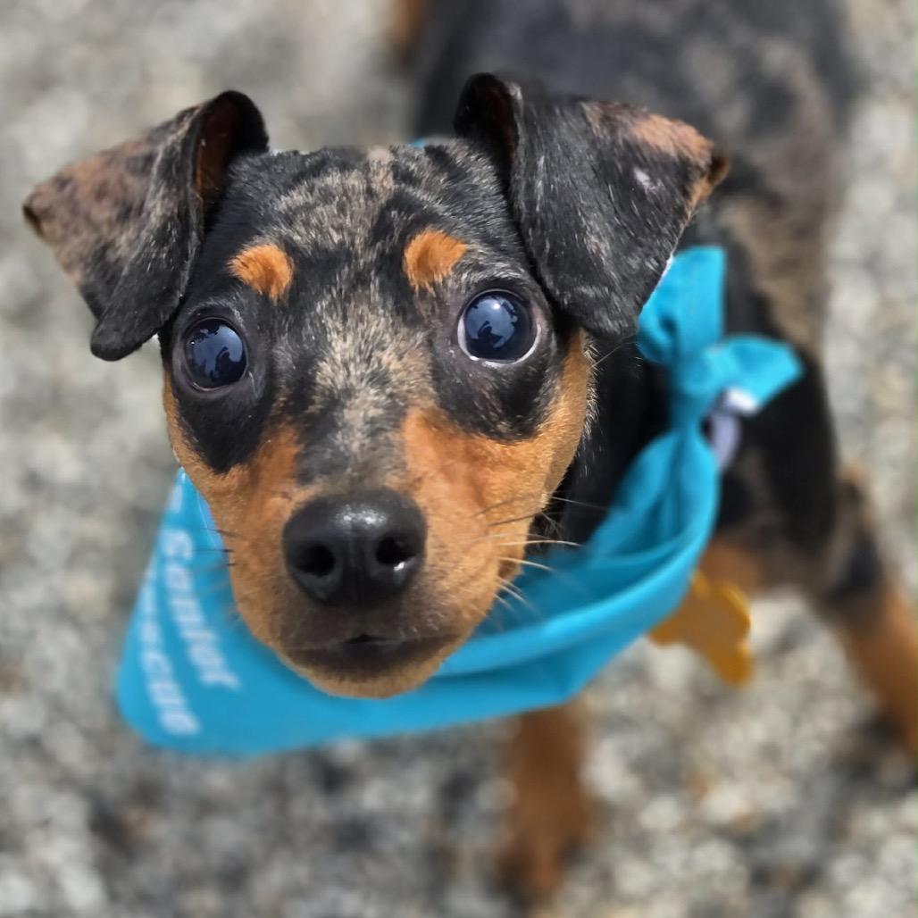 Quinn, Adoptable, Young Male Miniature Pinscher.