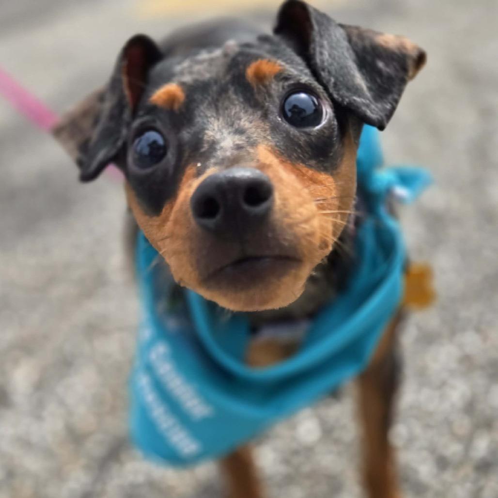Quinn, a Adoptable Miniature Pinscher in Hudson, IL image 2/6