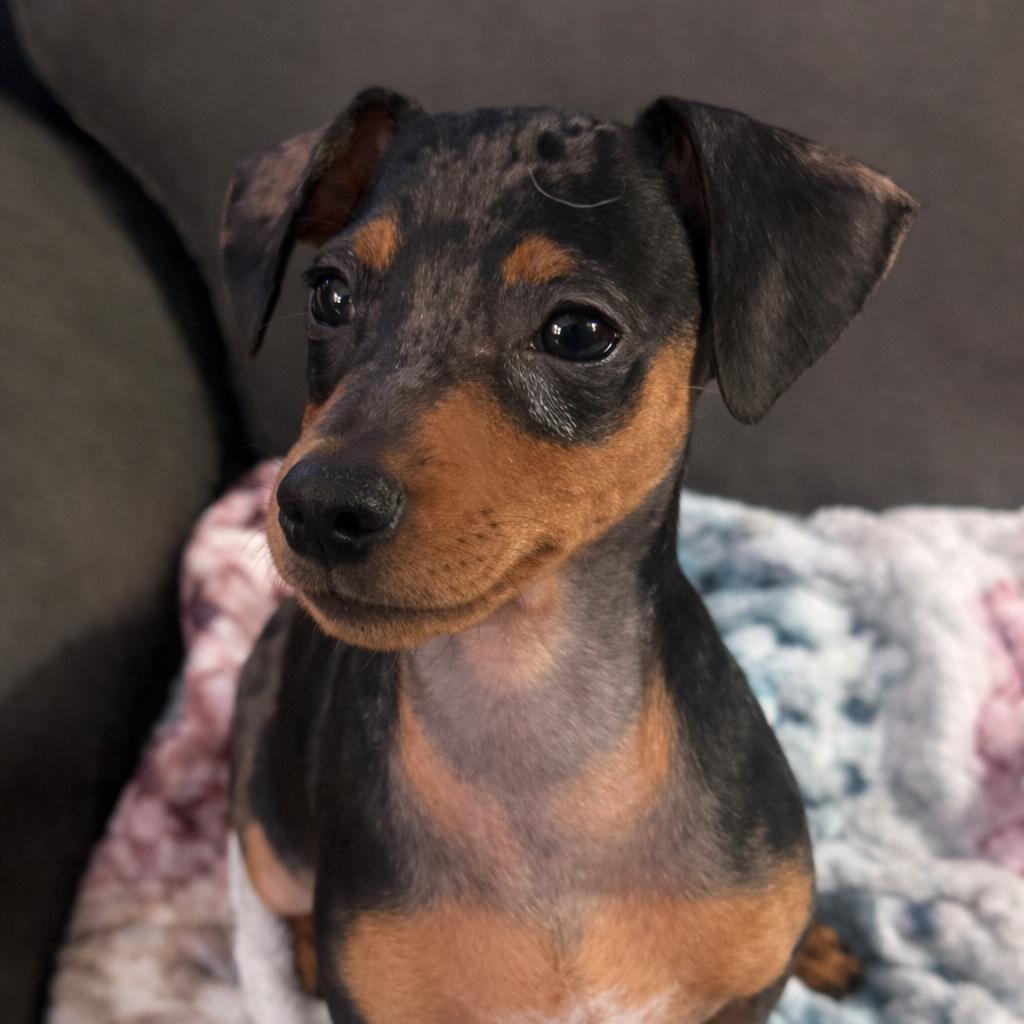 Quinn, a Adoptable Miniature Pinscher in Hudson, IL image 3/6