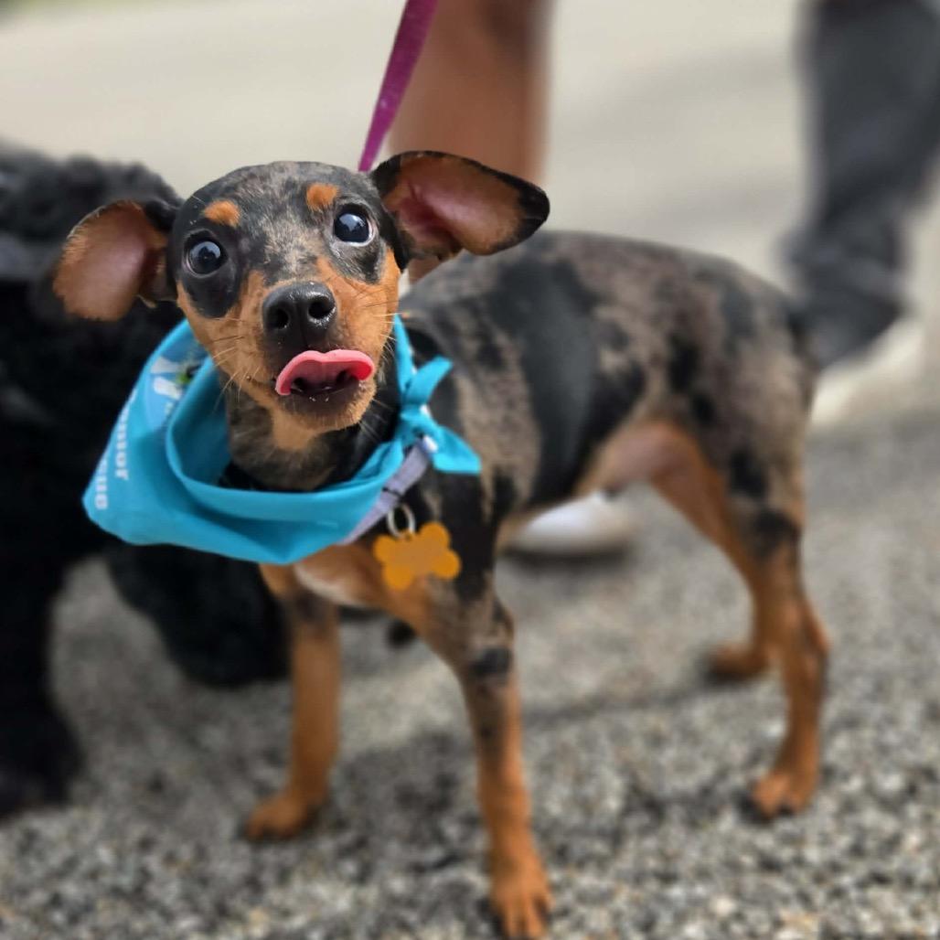 Quinn, a Adoptable Miniature Pinscher in Hudson, IL image 4/6