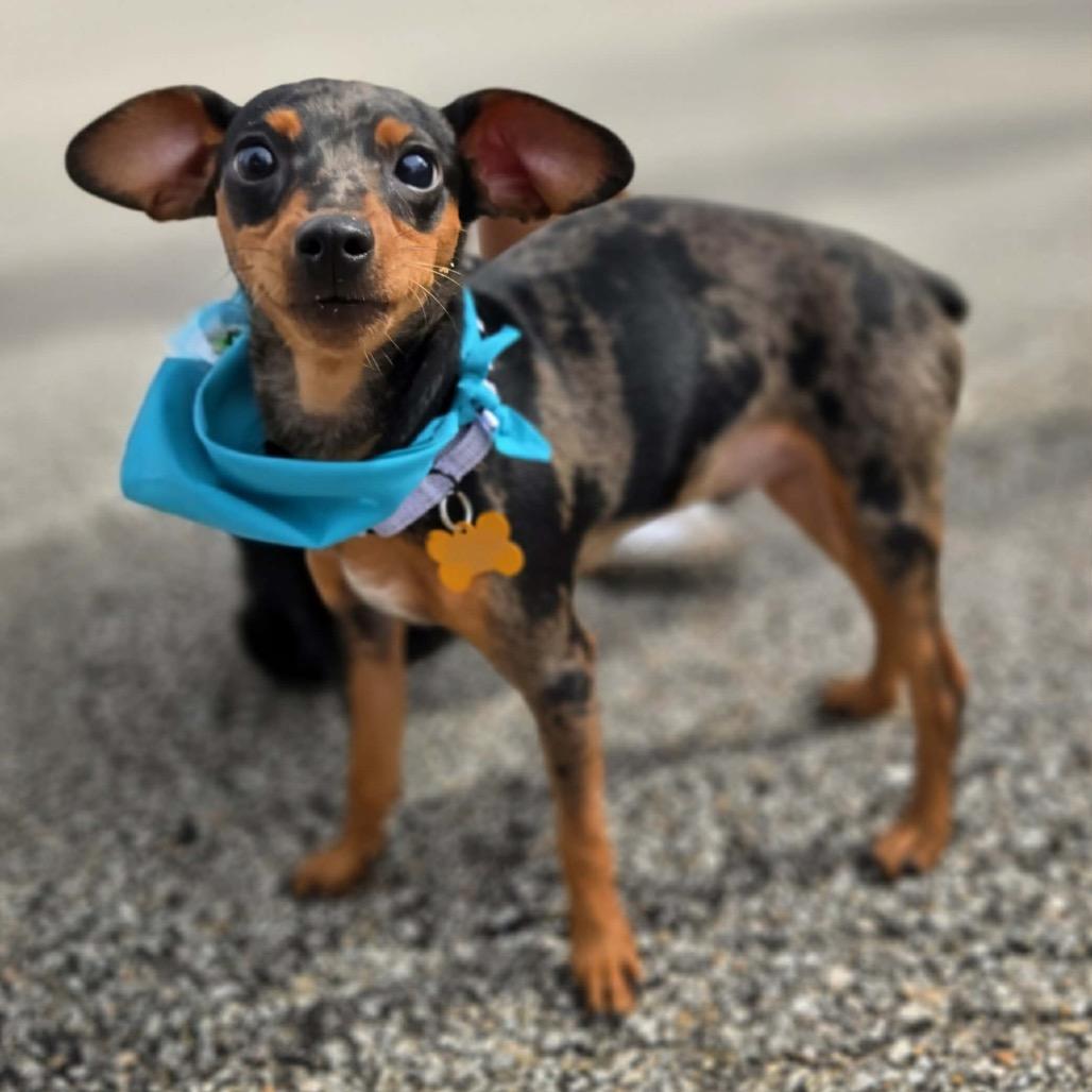 Quinn, a Adoptable Miniature Pinscher in Hudson, IL image 5/6