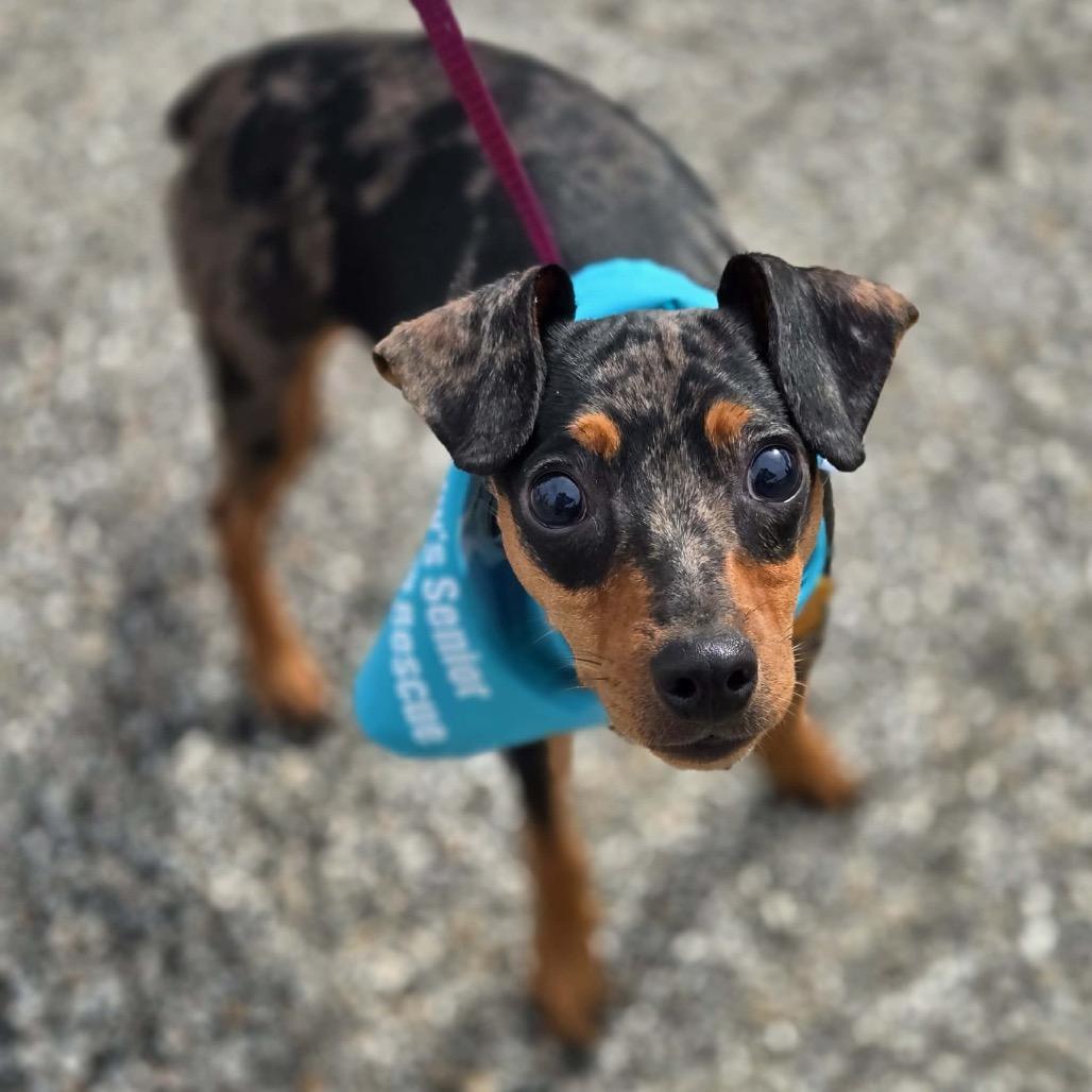 Quinn, a Adoptable Miniature Pinscher in Hudson, IL image 6/6