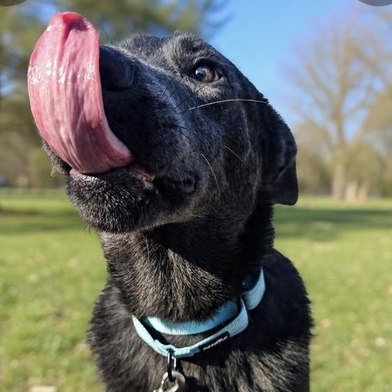 Greyson, a Adoptable mixed breed in Newport, TN image 2/6