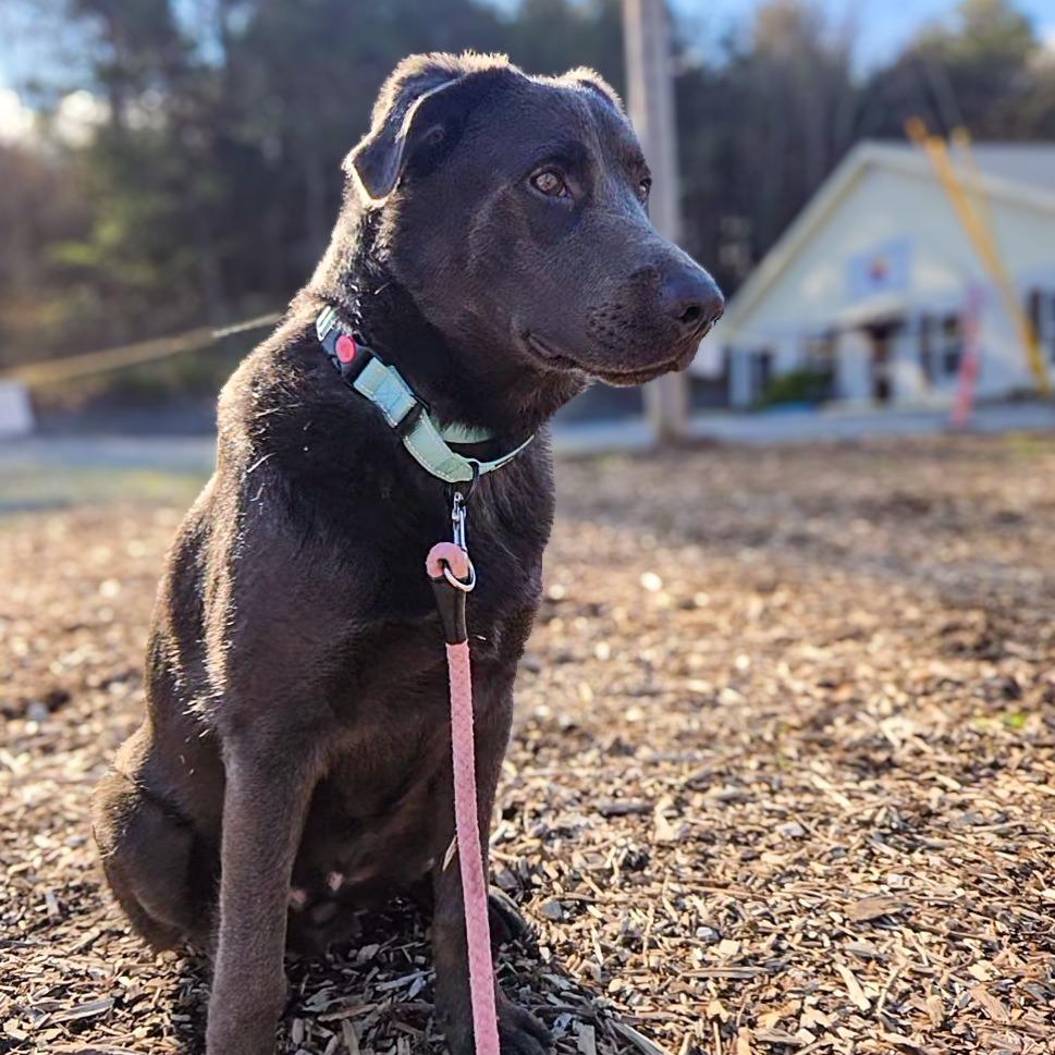 Greyson, a Adoptable mixed breed in Newport, TN image 3/6