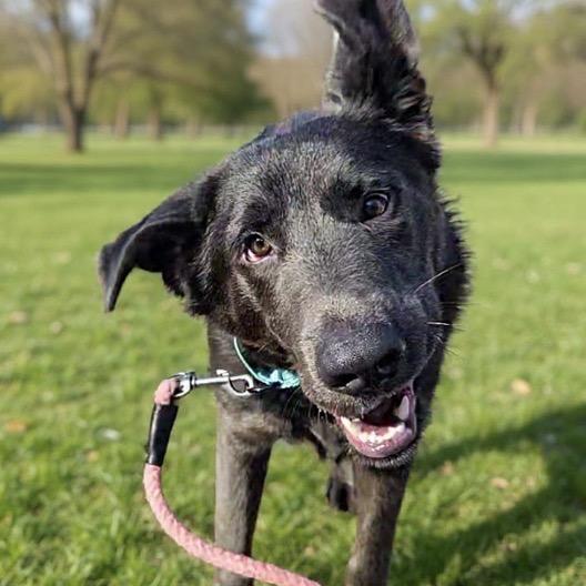 Greyson, a Adoptable mixed breed in Newport, TN image 5/6