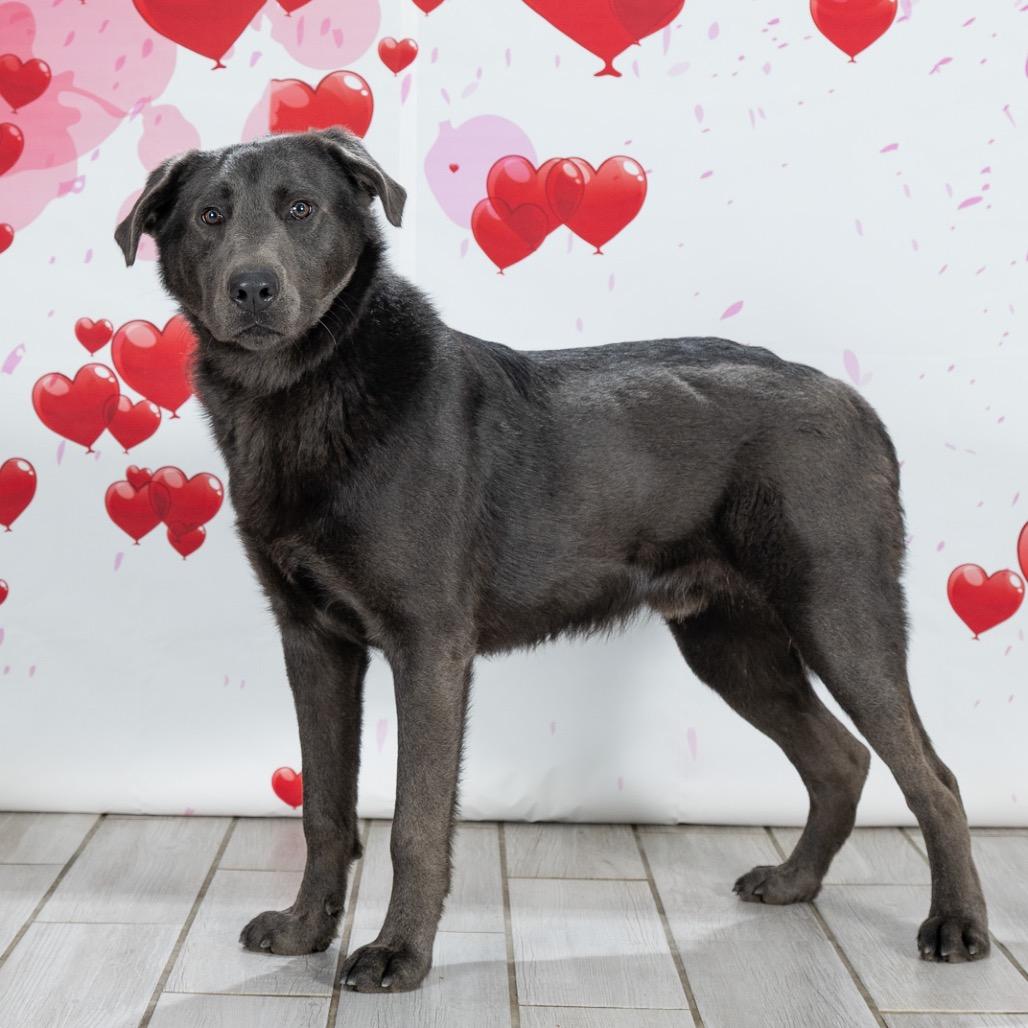 Greyson, a Adoptable mixed breed in Newport, TN image 6/6