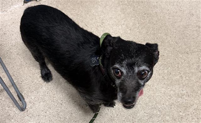 Roscoe, ADOPTABLE, Senior Male Terrier.