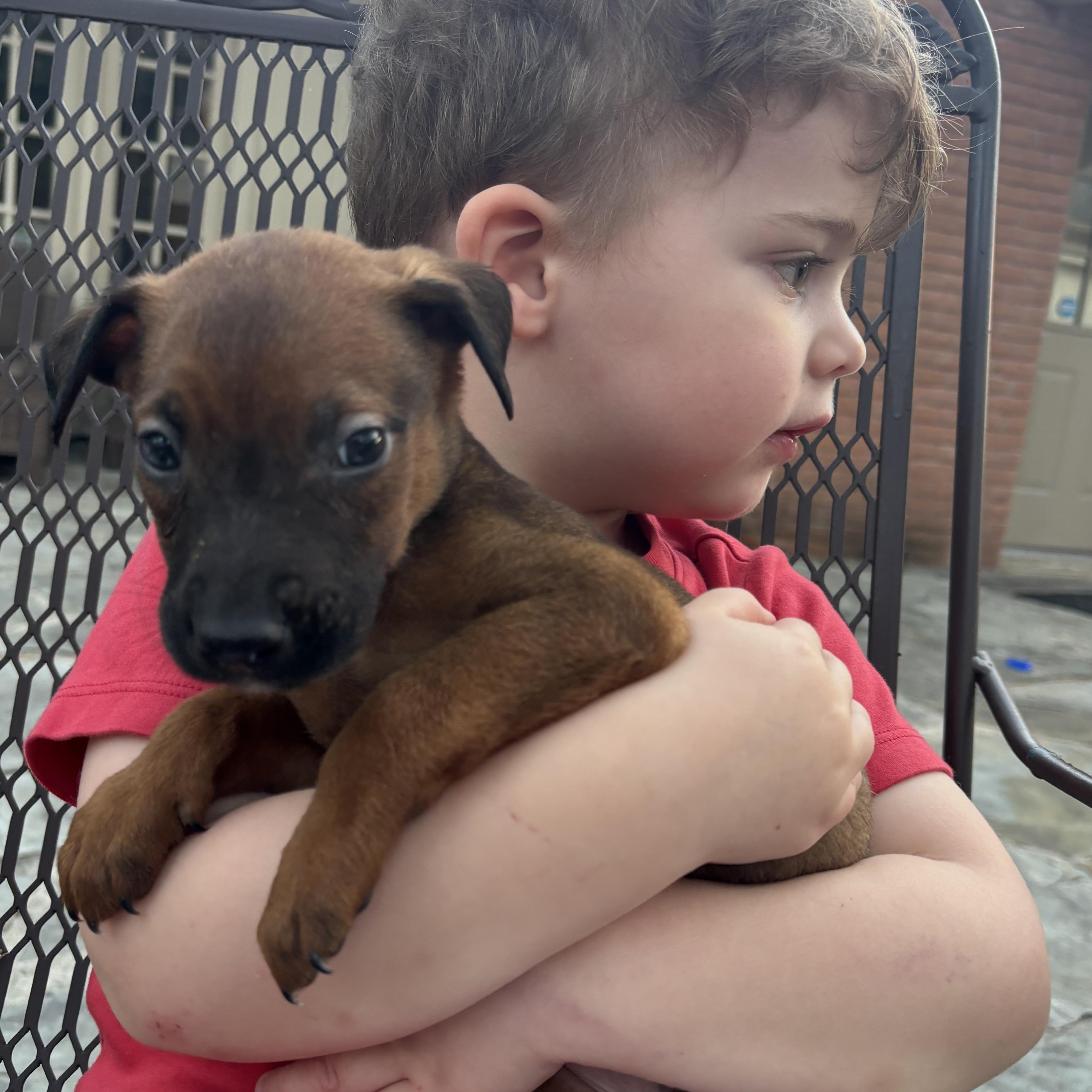 Zephry, a Adoptable Foxhound in Tallahassee, FL image 2/2