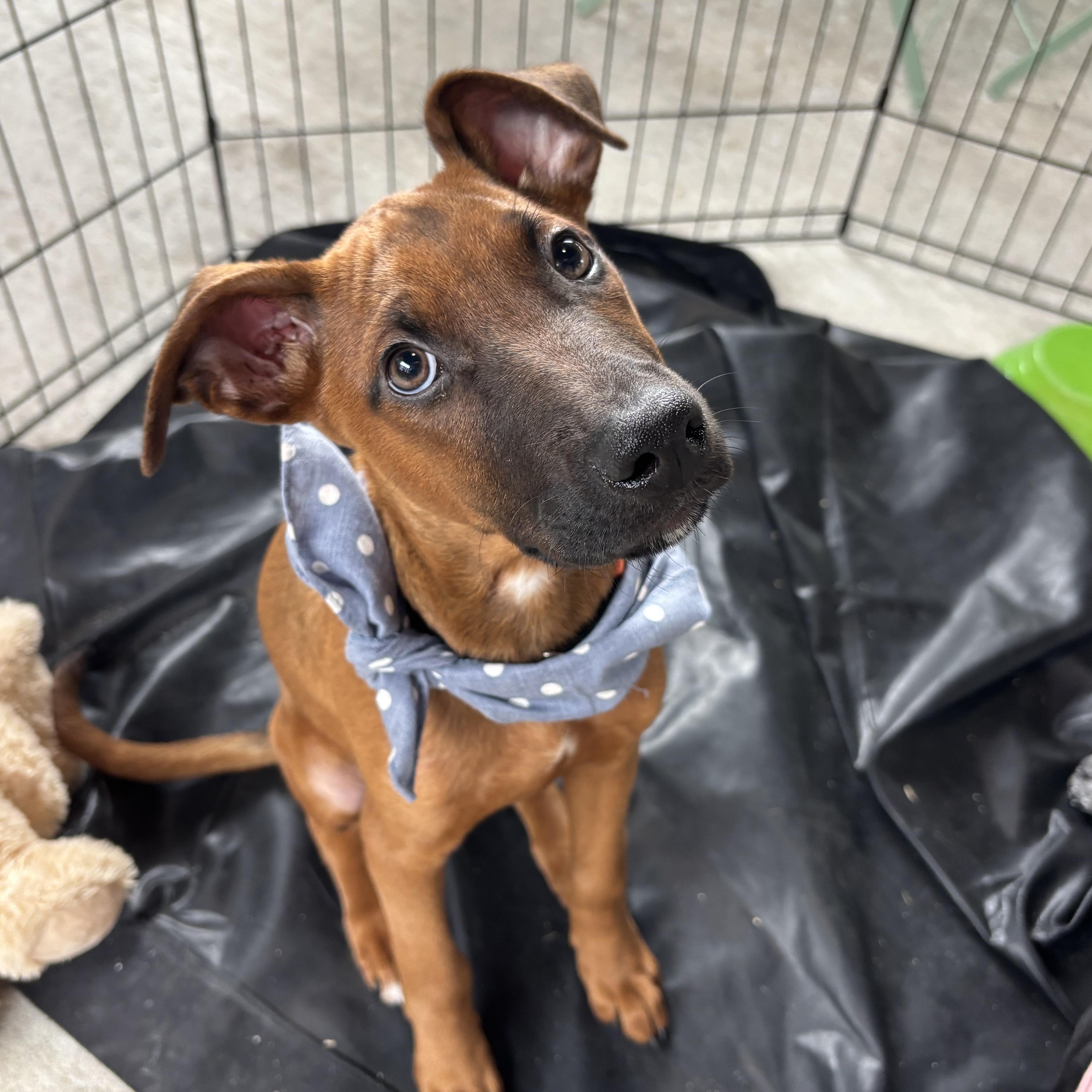 Zephry, Adoptable, Puppy Male Foxhound.