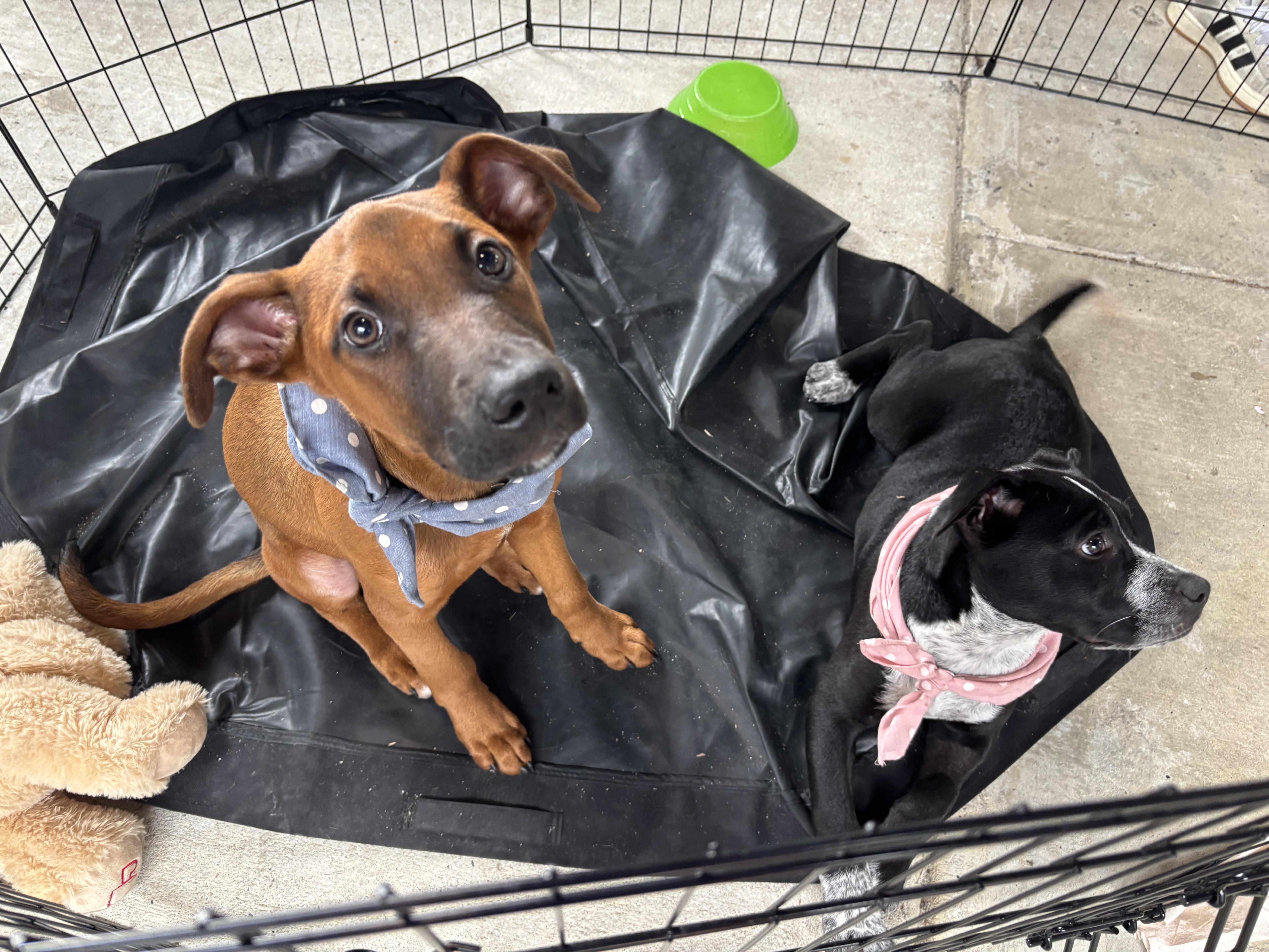 Enlarge Zephry, a Adoptable Foxhound in Tallahassee, FL image 2/4
