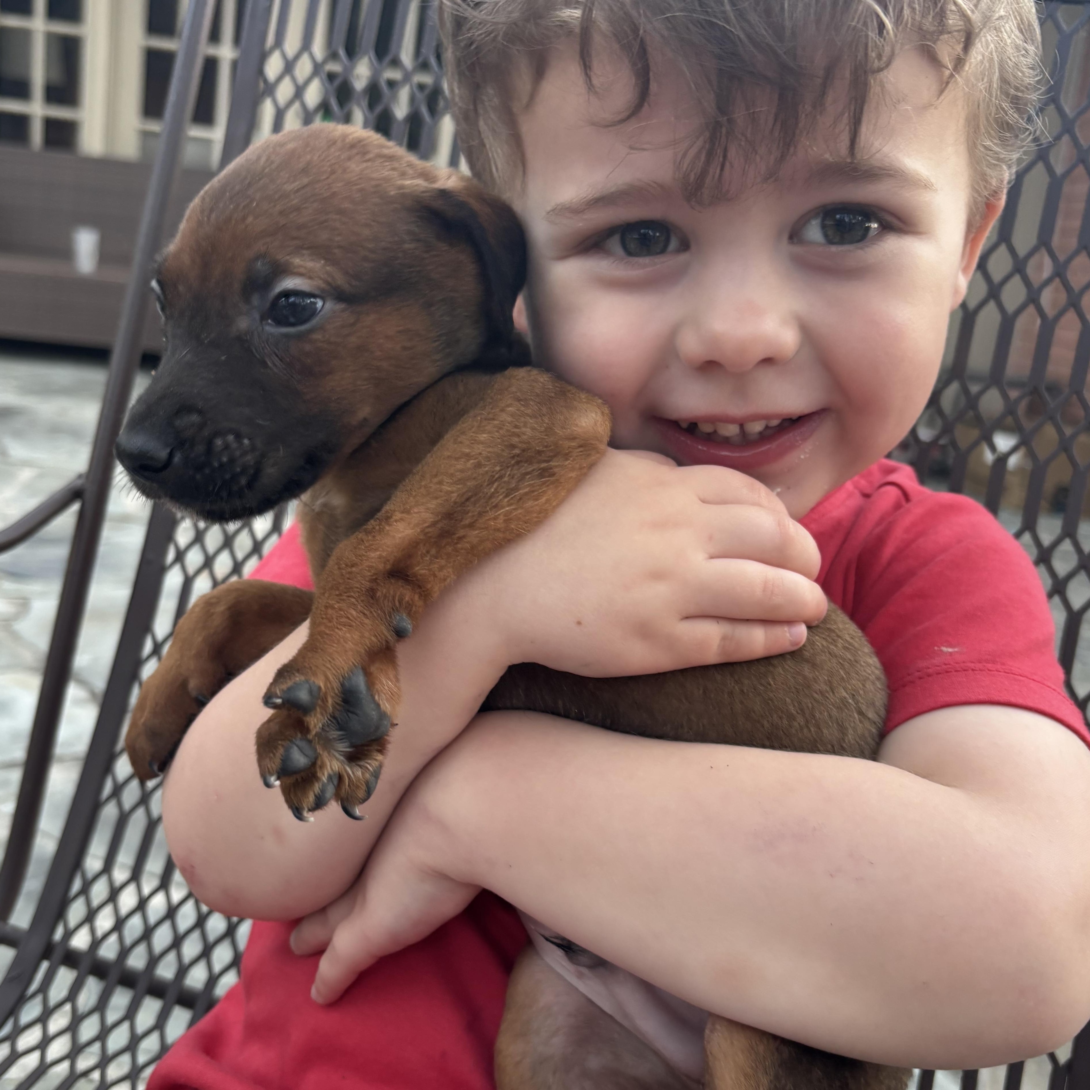 Zephry, Adoptable, Puppy Male Foxhound.