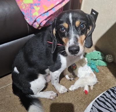 Enlarge Remington, a Adoptable mixed breed in Palmyra, VA image 4/6