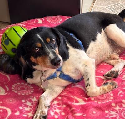 Remington, Adoptable, Adult Male Hound & Beagle.