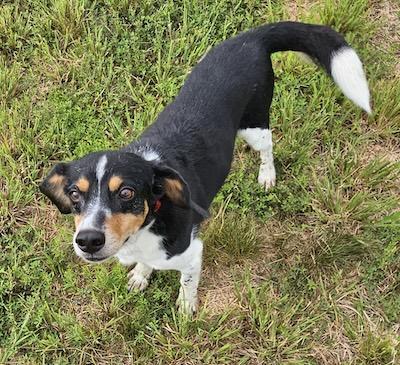 Enlarge Remington, a Adoptable mixed breed in Palmyra, VA image 5/6