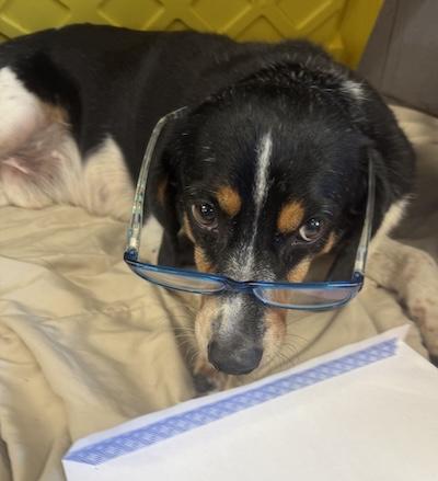 Enlarge Remington, a Adoptable mixed breed in Palmyra, VA image 2/6