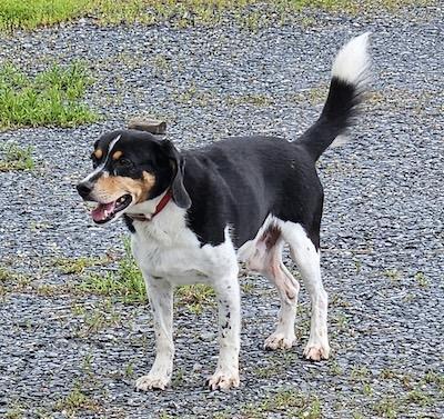 Enlarge Remington, a Adoptable mixed breed in Palmyra, VA image 6/6