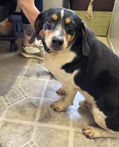 Enlarge Remington, a Adoptable mixed breed in Palmyra, VA image 3/6