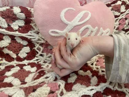 Enlarge Prozac (with Butter and Cream of Crab), an adopted Rat in Annapolis, MD image 2/2