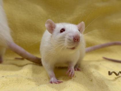 Enlarge Prozac (with Butter and Cream of Crab), an adopted Rat in Annapolis, MD image 1/2