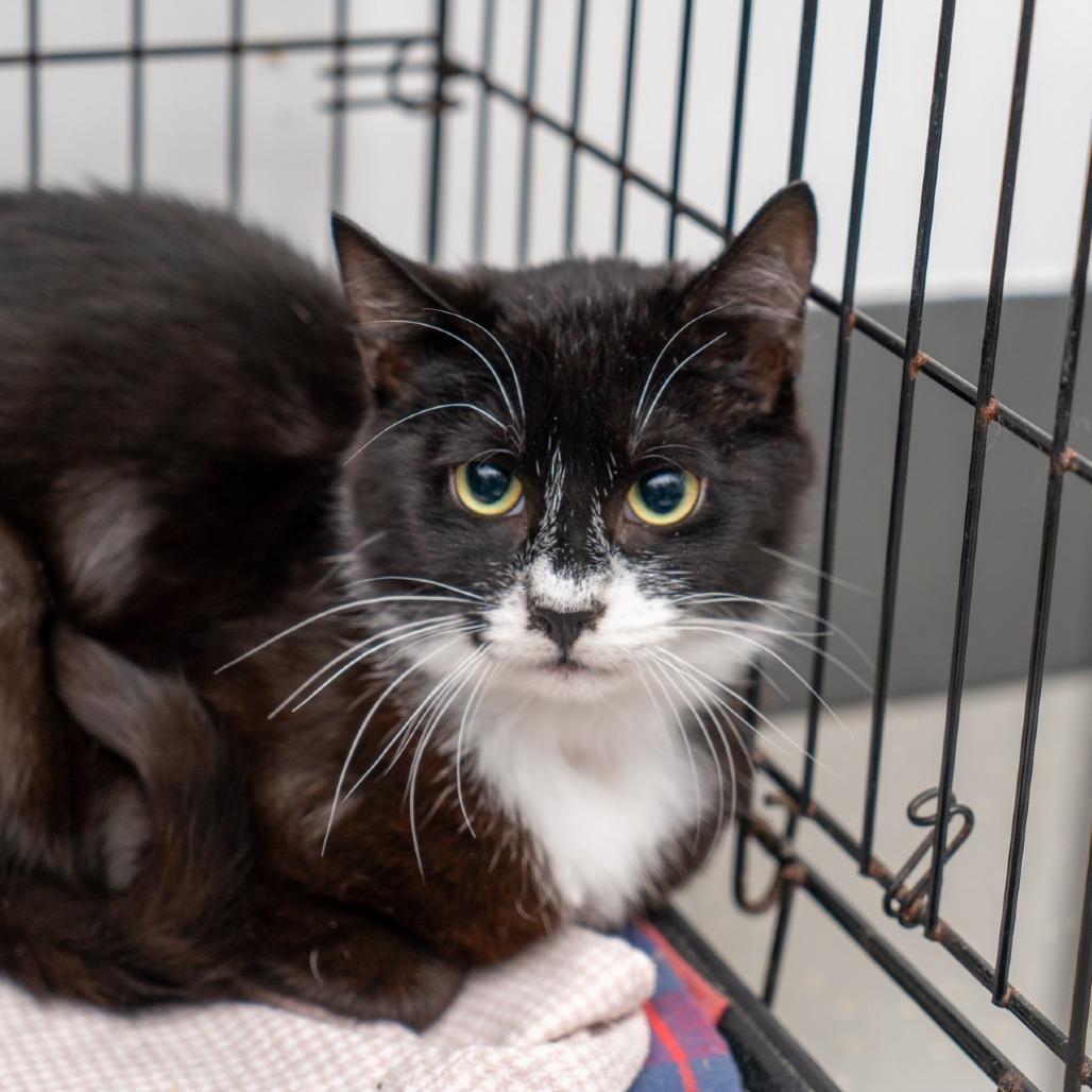 Enlarge Duke, a Adoptable Domestic Short Hair in New York, NY image 1/1