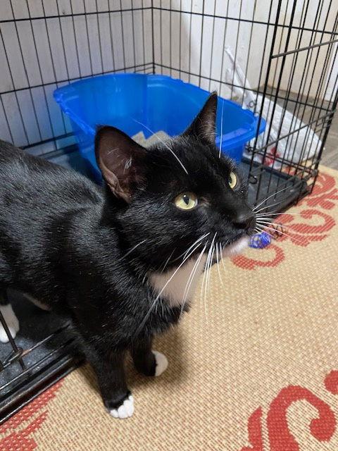 Courtesy List: Johnny Monkey, Adoptable, Kitten Male Domestic Short Hair.