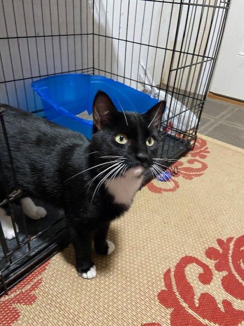 Courtesy List: Johnny Monkey, a Adoptable Domestic Short Hair in Broomall, PA image 2/3