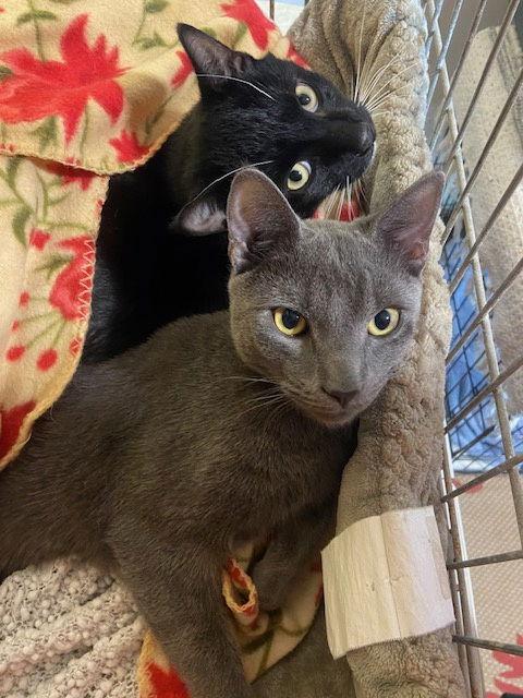 Courtesy List: Johnny Monkey, a Adoptable Domestic Short Hair in Broomall, PA image 3/3