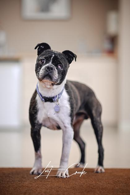 Grandpa Skittles, Adoptable, Senior Male Boston Terrier & Mixed Breed.