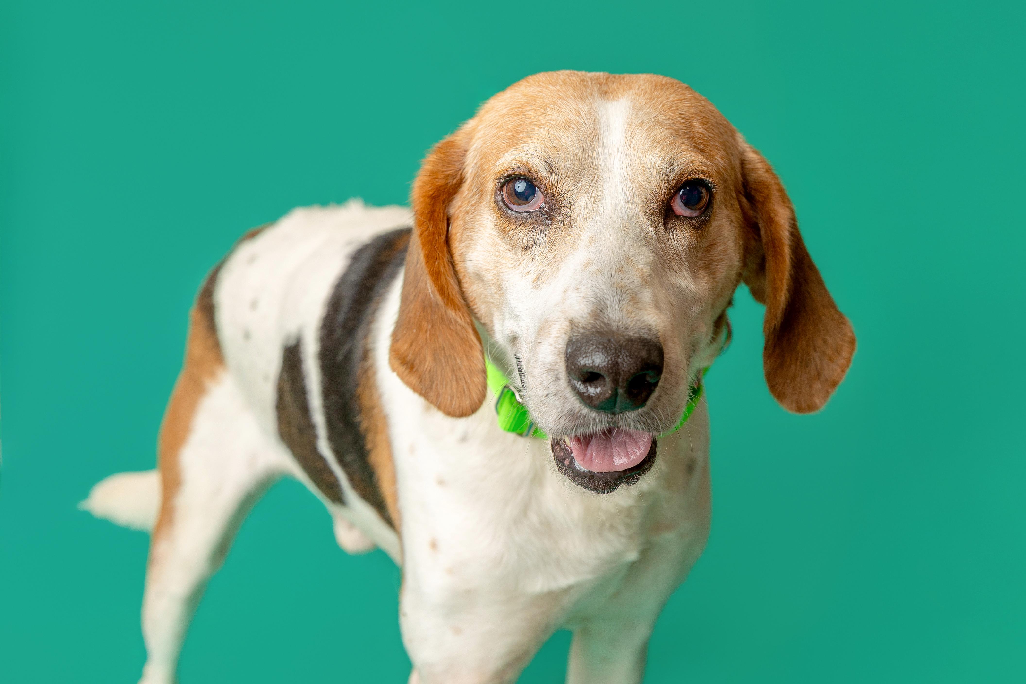 Shiloh, ADOPTABLE, Adult Male Coonhound.