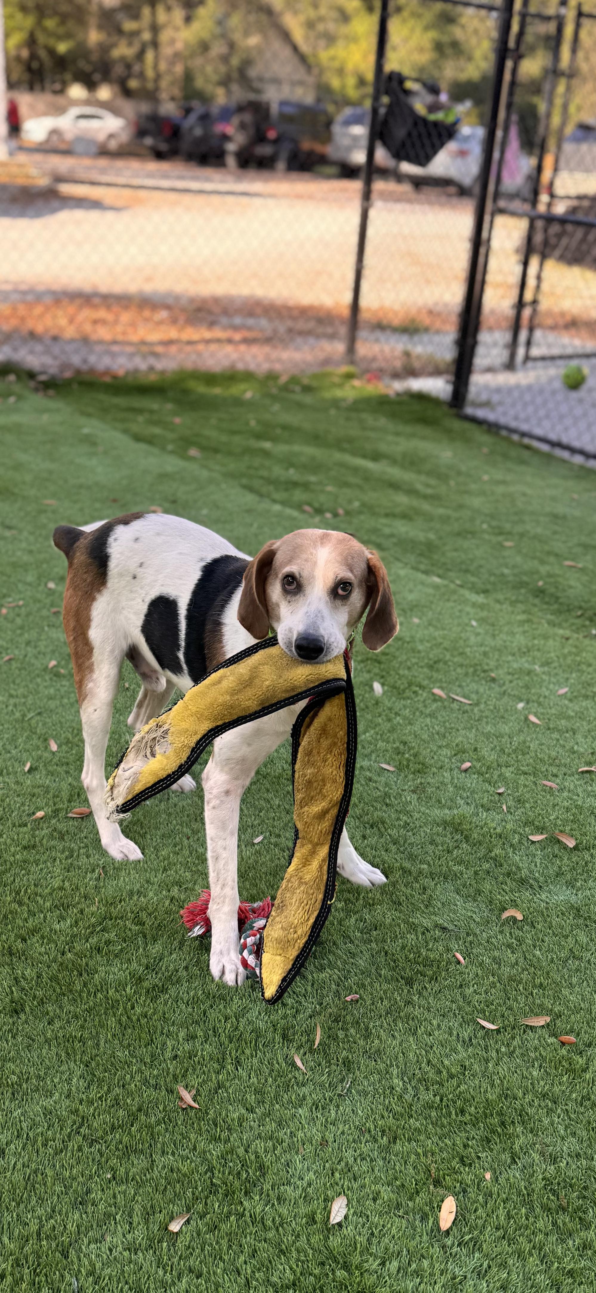 Shiloh, a ADOPTABLE mixed breed in Pawleys Island, SC image 4/5