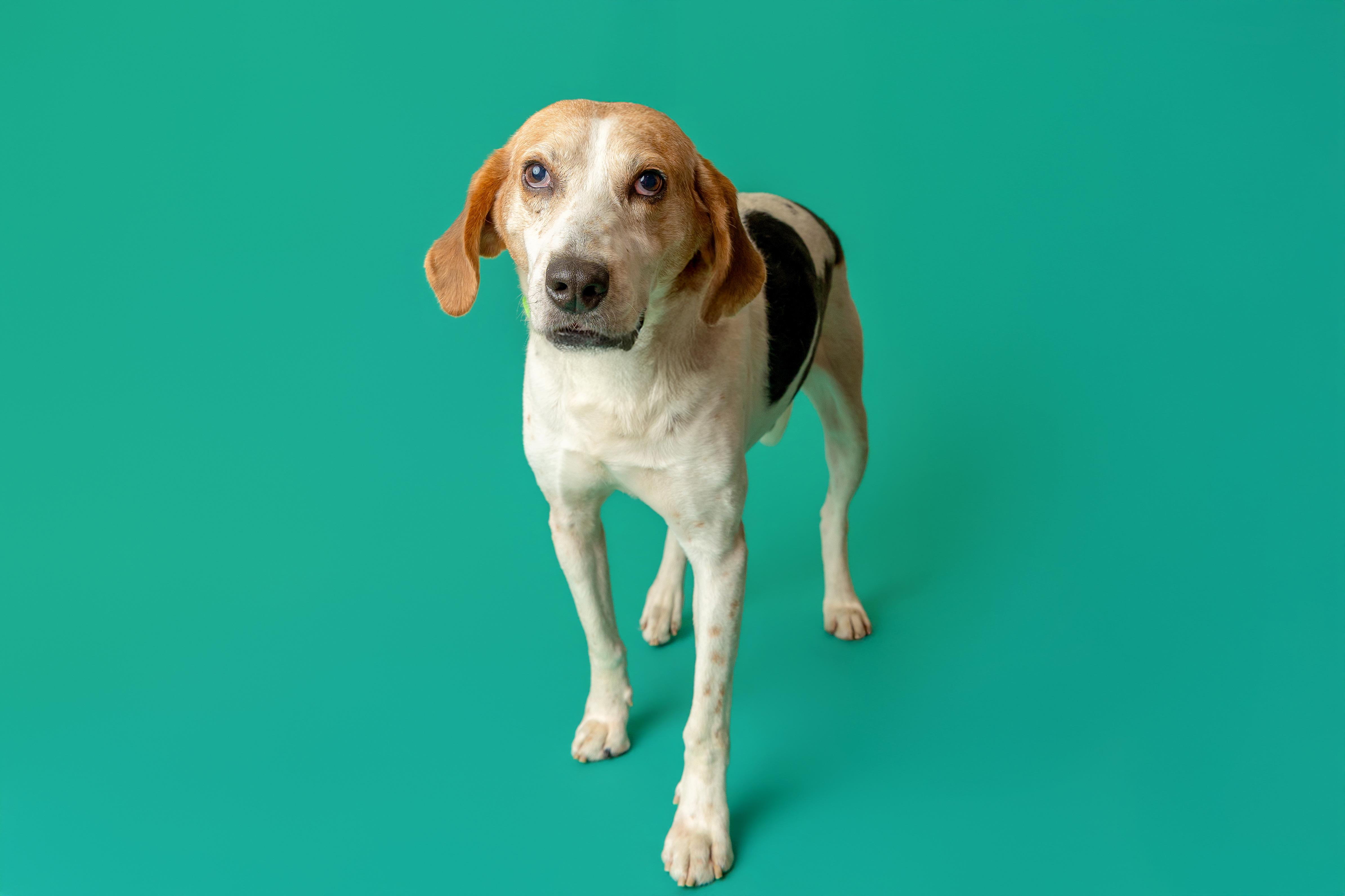 Shiloh, a ADOPTABLE mixed breed in Pawleys Island, SC image 2/5