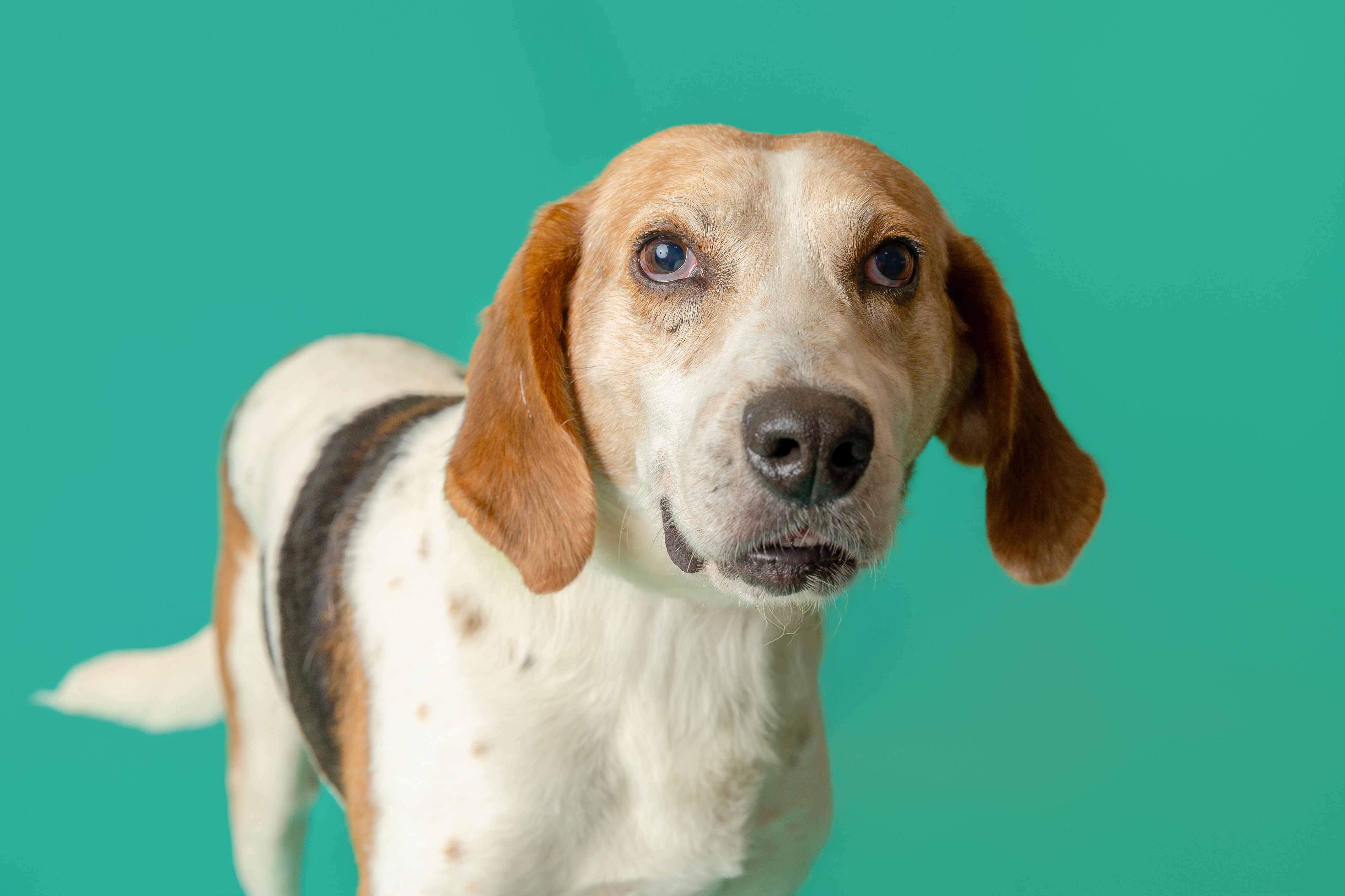 Shiloh, a ADOPTABLE mixed breed in Pawleys Island, SC image 3/5