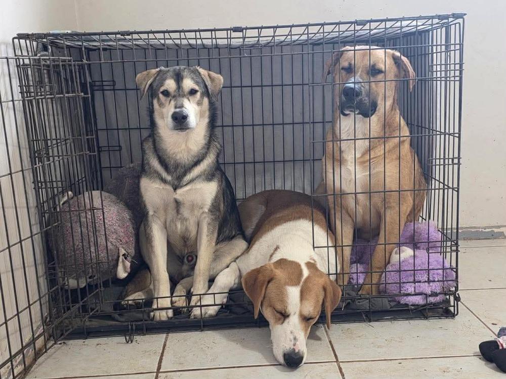 SCOOBY, Adoptable, Young Male Labrador Retriever.