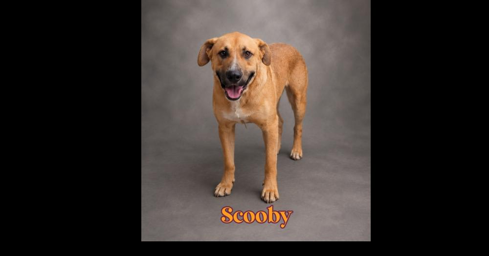 Enlarge SCOOBY, a Adoptable mixed breed in Richmond, TX image 2/3