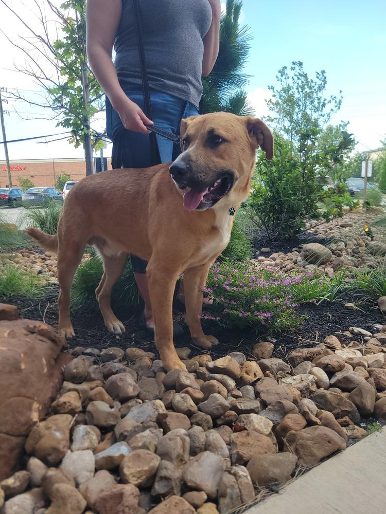Enlarge SCOOBY, a Adoptable mixed breed in Richmond, TX image 3/3