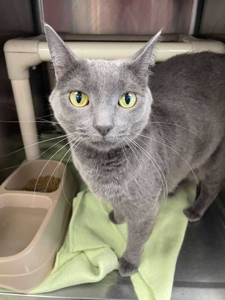 Enlarge King Grey, an adopted Domestic Short Hair in Benton Harbor, MI image 1/1