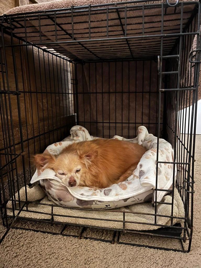 Horace, Adoptable, Senior Male Chihuahua.