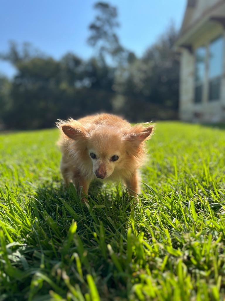 Horace, Adoptable, Senior Male Chihuahua.